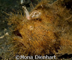new haircut
This lovely fellow sits quietly on the dark ... by Mona Dienhart 